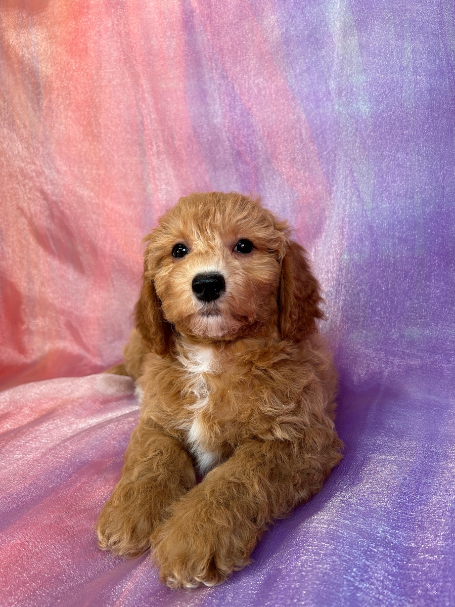 Female Bichon Poodle Puppy for Sale DOB 9-3-2024 $950